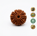 9 Mukhi Rudraksha