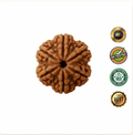 6 Mukhi Rudraksha