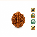 2 Mukhi Rudraksha