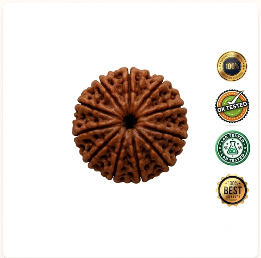 11 Mukhi Rudraksha