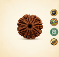 8 Mukhi Rudraksha