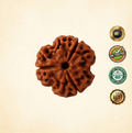 3 Mukhi Rudraksha