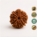 5 Mukhi Rudraksha